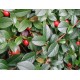 Котонеастер ( Cotoneaster dammeri )